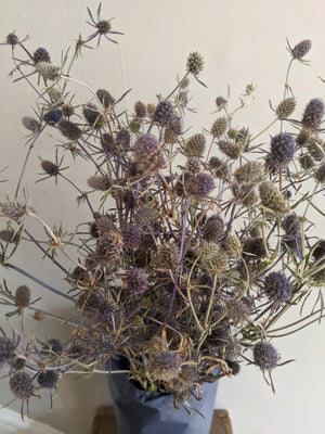 Blue Thistle Bunch - The Cove