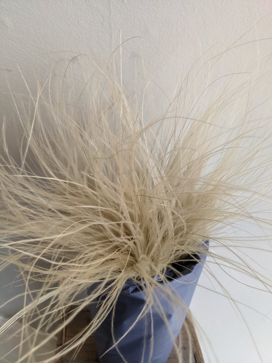 Feather Grass Bunch (10 Tuffs) - The Cove