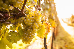 Bluebell Vineyard Tasting Evening for Valentine's – 10th February 2023 (£20 per person): 1.5 – 2 hours